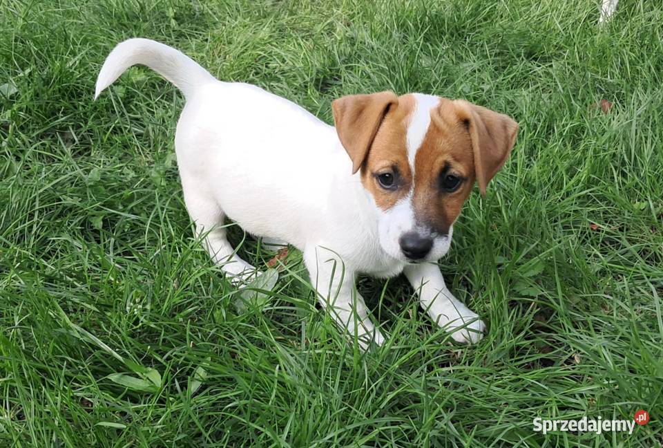 Jack Russell Terrier Wschowa