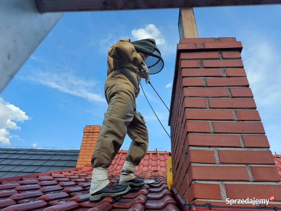 Osy Szerszeni usuwanie gniazd Wrocław