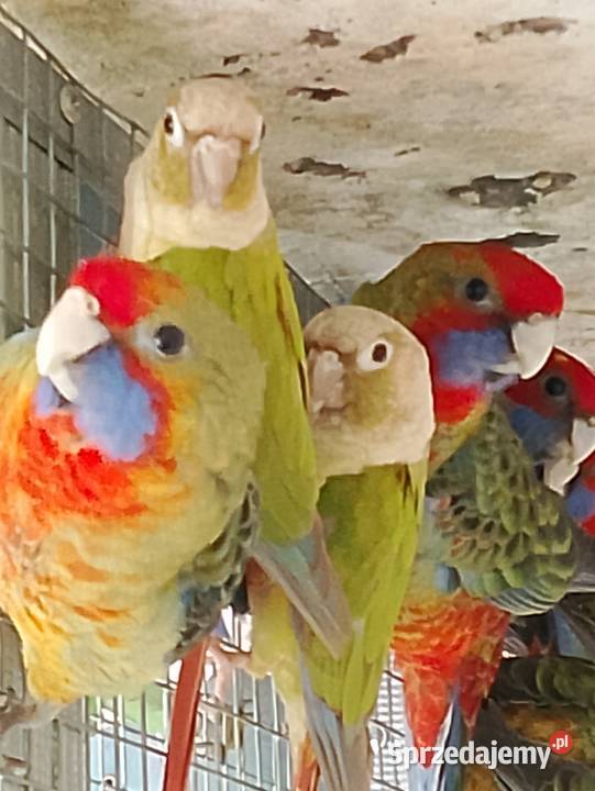 Rudosterki dorosłe ptaki lęgowe stado Strzeleczki