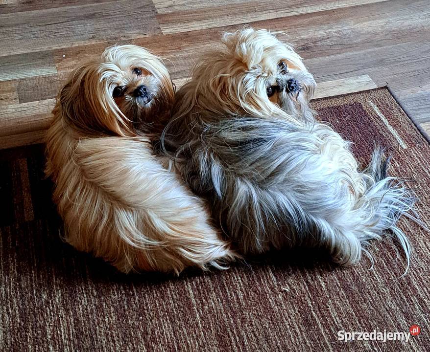 Przepiekne szczenieta lhasa apso kuzyn shih tzu Shih Tzu Czersk
