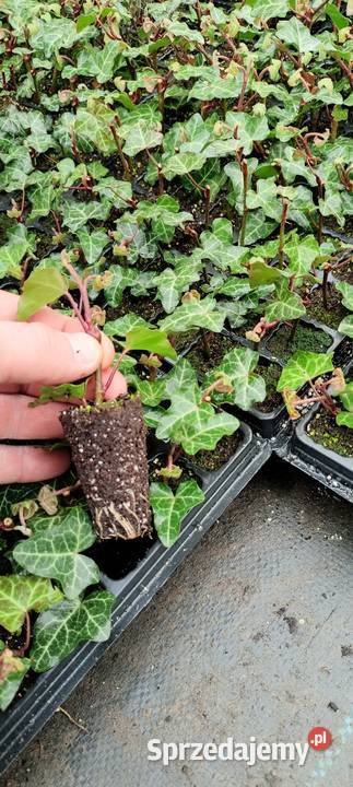 Sadzonki tuja szmaragdy