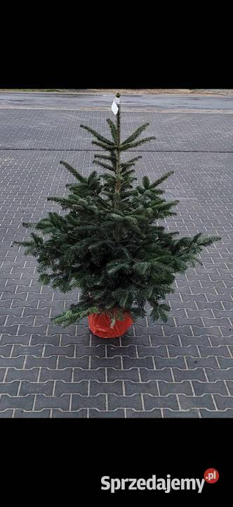 jodła kaukaska rosnąca w donicy kopana cięta60 Rośliny Grójec
