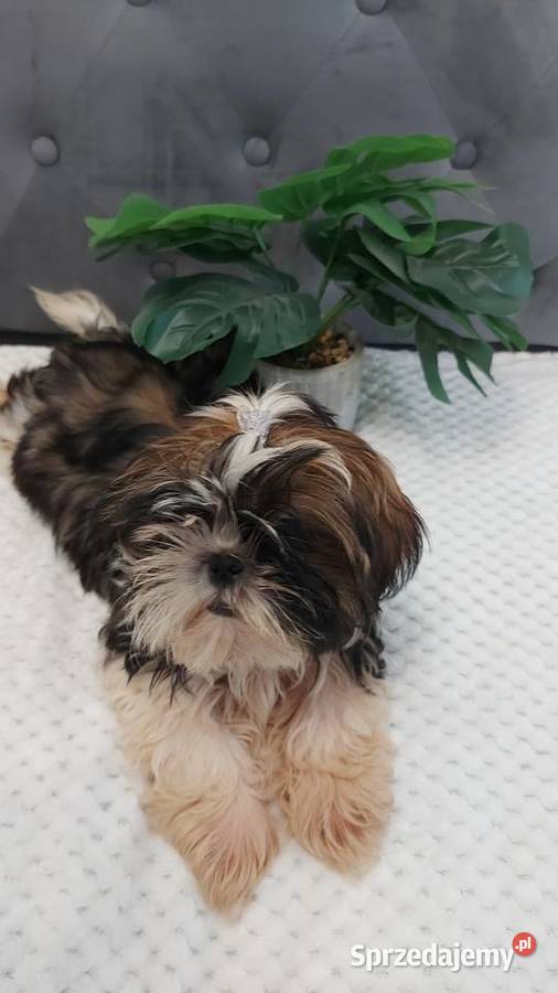 wesoły piesek shih tzu Brzeg Dolny