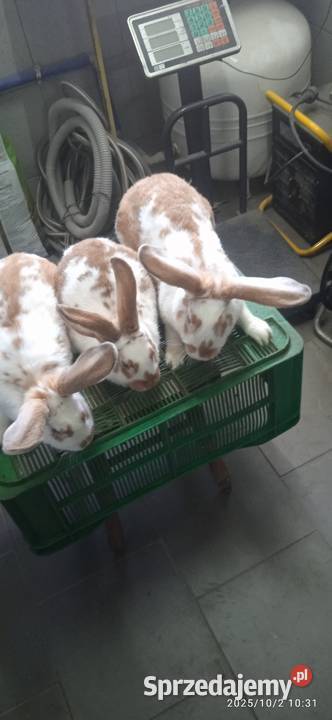 Kruki samce samice Husów