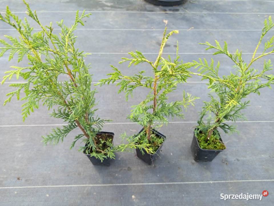 Thuja Plicata Zebrina 4 Wroclaw Iglaste Januszkowice