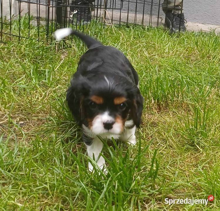 Cavalier King Charles Spaniel szczenię FCI Bydgoszcz