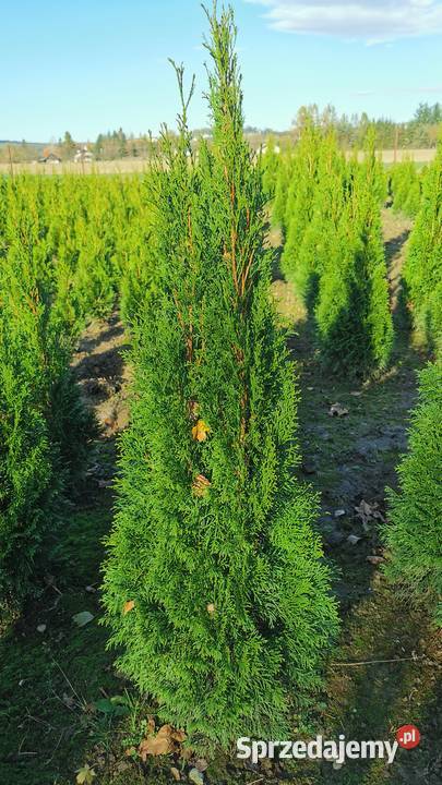 Tuje szmaragd 90 130 transport Nowy Sącz