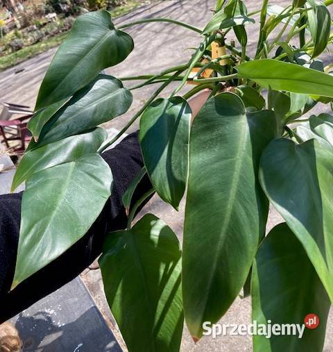 Philodendron filodendron Emerald Queen duży małopolskie Kraków