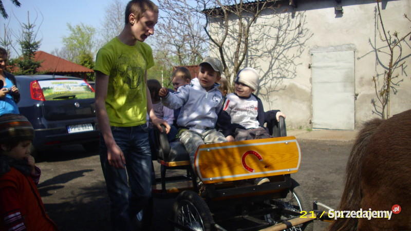 KLACZ KUCA SZETLANDZKIEGO wielkopolskie