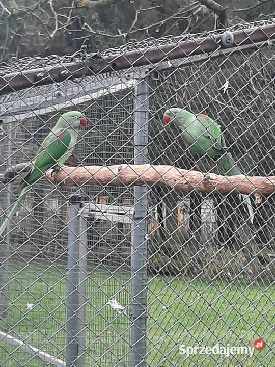 Aleksandretty wielkie 24r Ptaki Skała