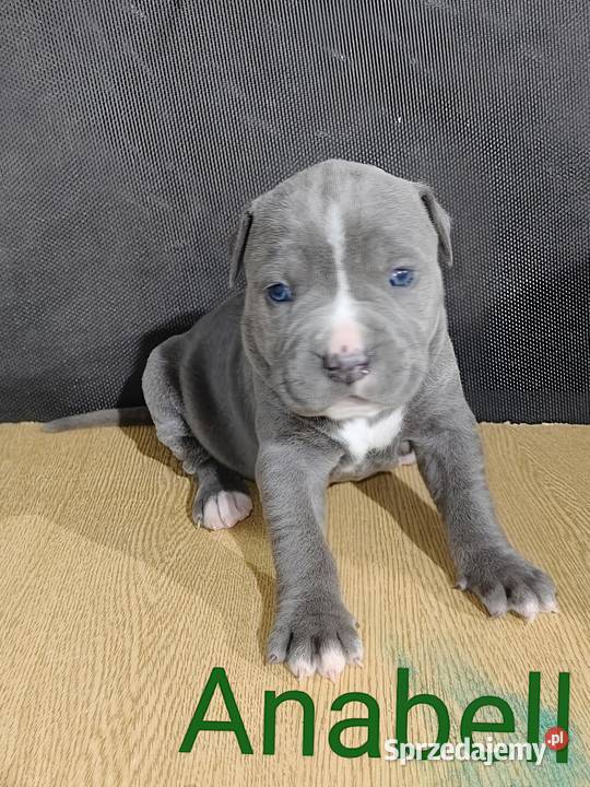 American PitBull Terrier Żupawa sprzedam