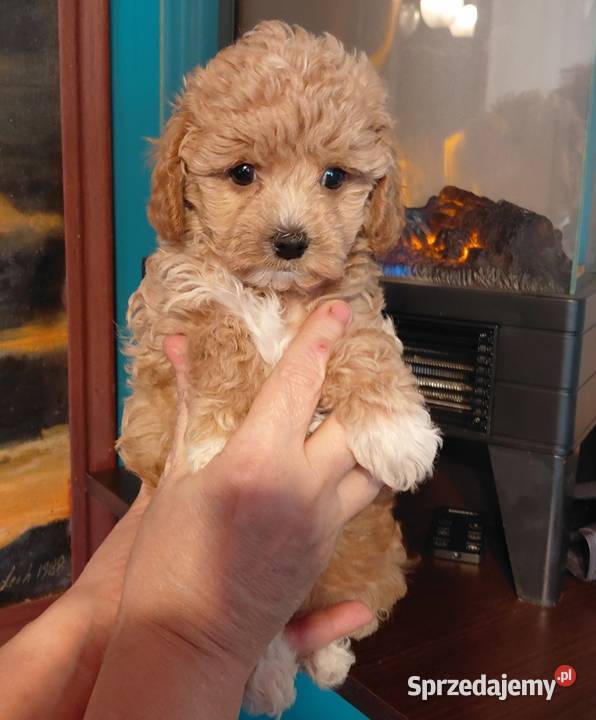 Maltipoo sunia red