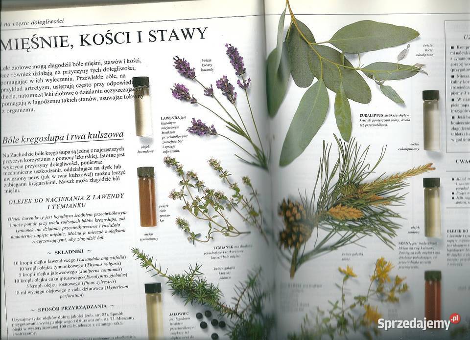 Zioła w domu P Ody zioła ziołolecznictwo rośliny Łódź
