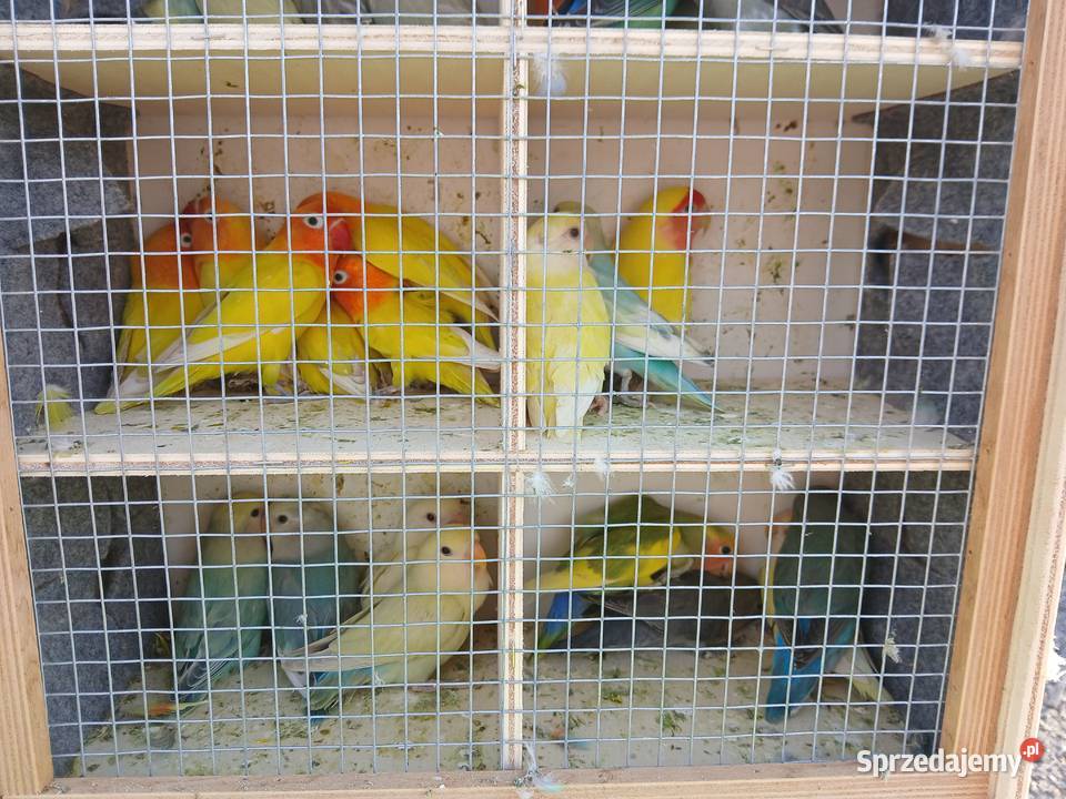 Papugi nierozłączki mazowieckie Kuczki-Kolonia