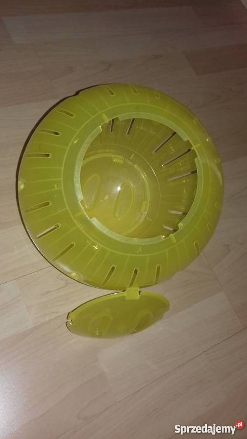 Kula Szynszyla podkarpackie