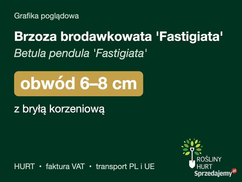 Brzoza brodawkowata Fastigiata obwód 68 z bryłą Dom i Ogród
