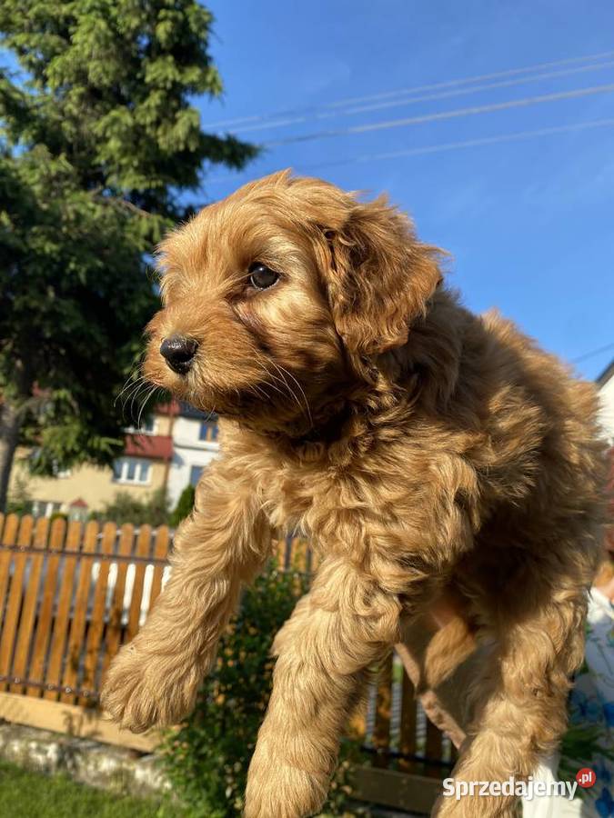 Piękny piesek Maltipoo mazowieckie Warszawa