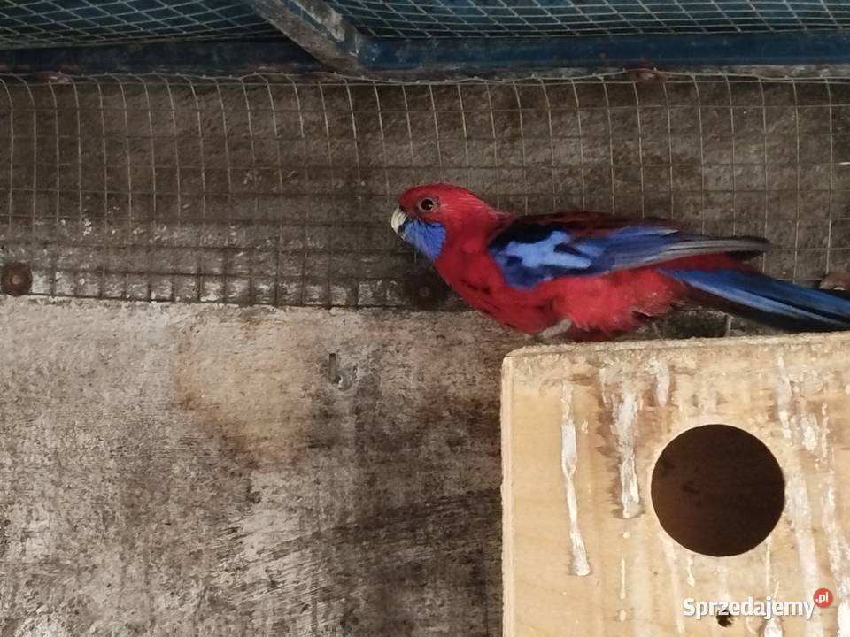 Barabandy mnichy rozelle likwidacja Ptaki Gostyń