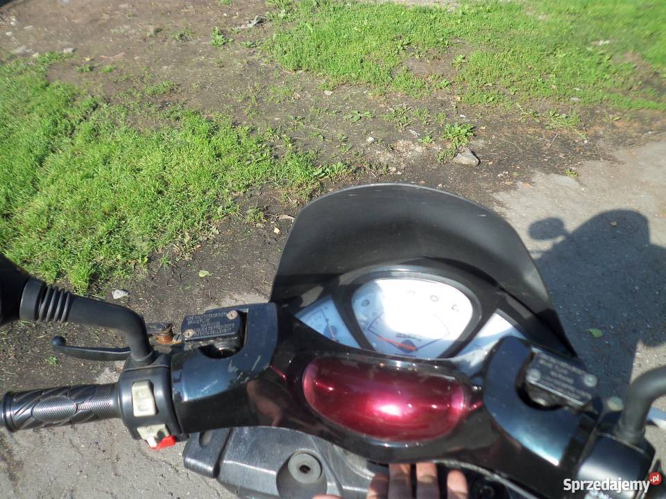 t rex magnus Nowy Dwór Gdański