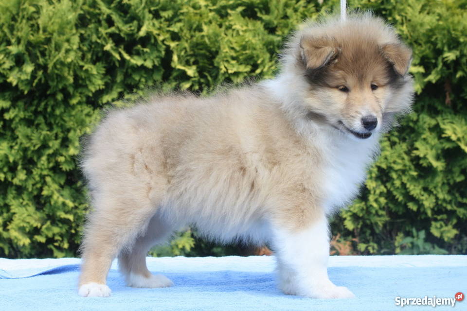 Owczarek szkocki collie długowosy