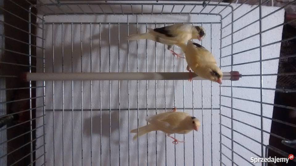 Kanarki dolnośląskie Głogów