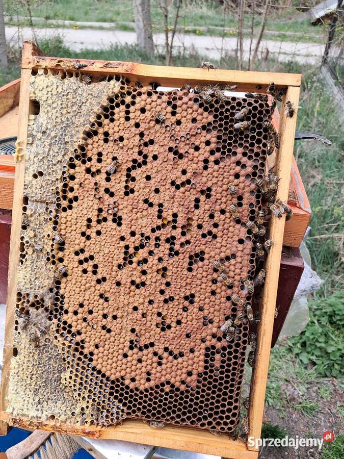 Pakiety Odkłady Pszczoły Odrzywół