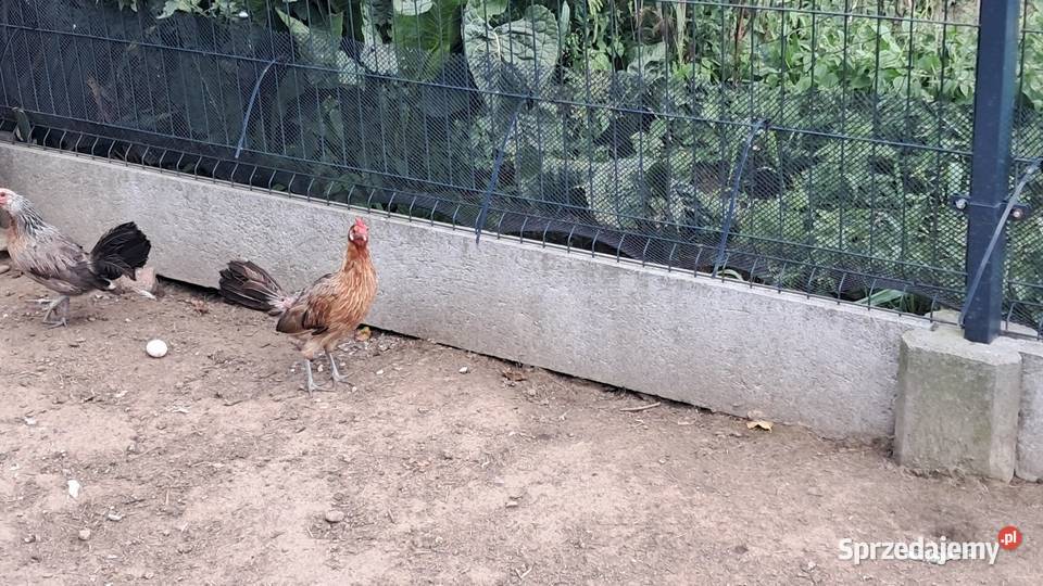 Sprzedam kury rasy feniks Andrzejów sprzedam
