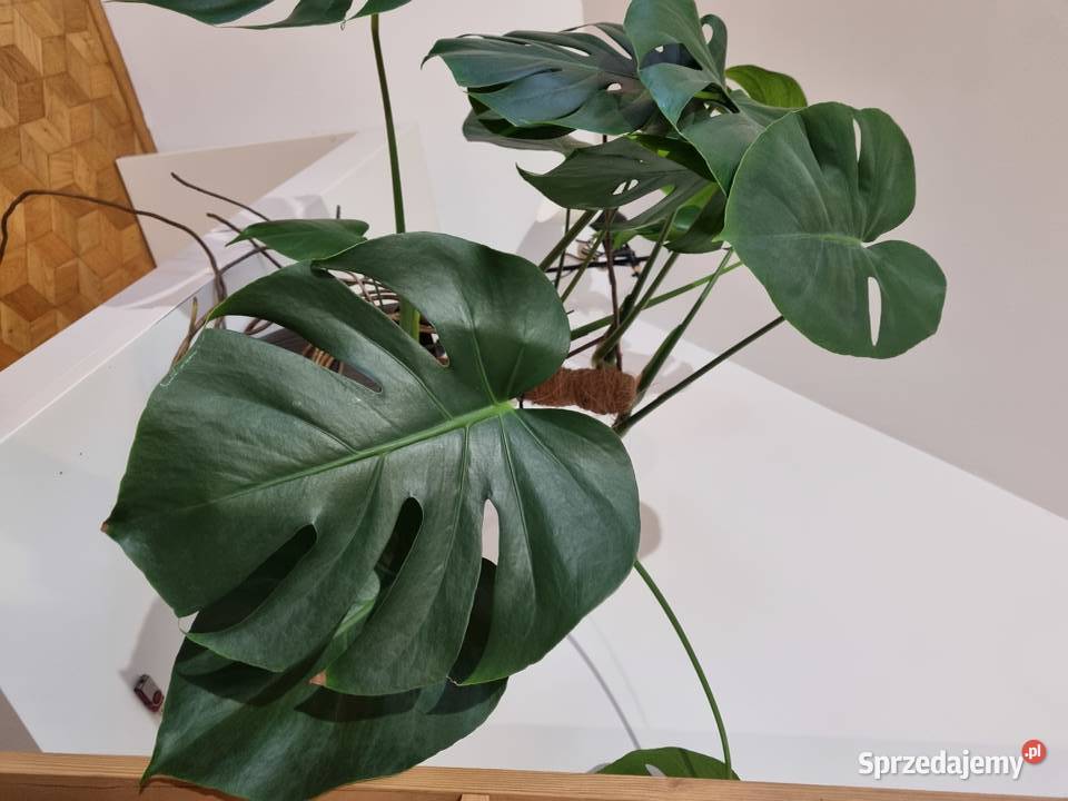 Monstera Deliciosa dziurawa z donicą 1OO Zielone Lublin