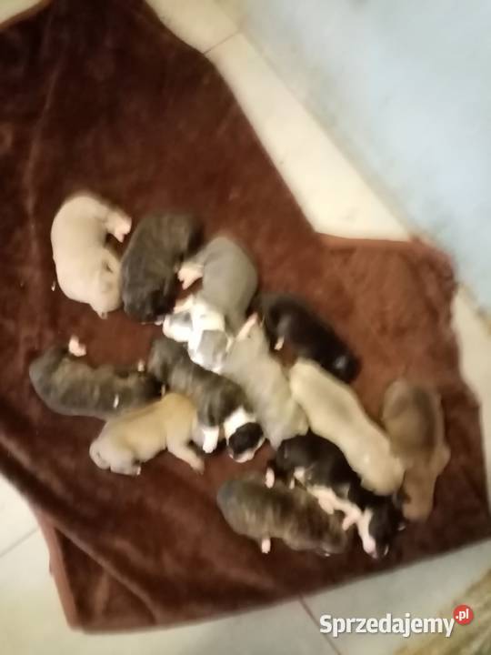 SUCZKA MARENGO Dąbrowa Górnicza