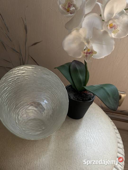 Piękna orchidea