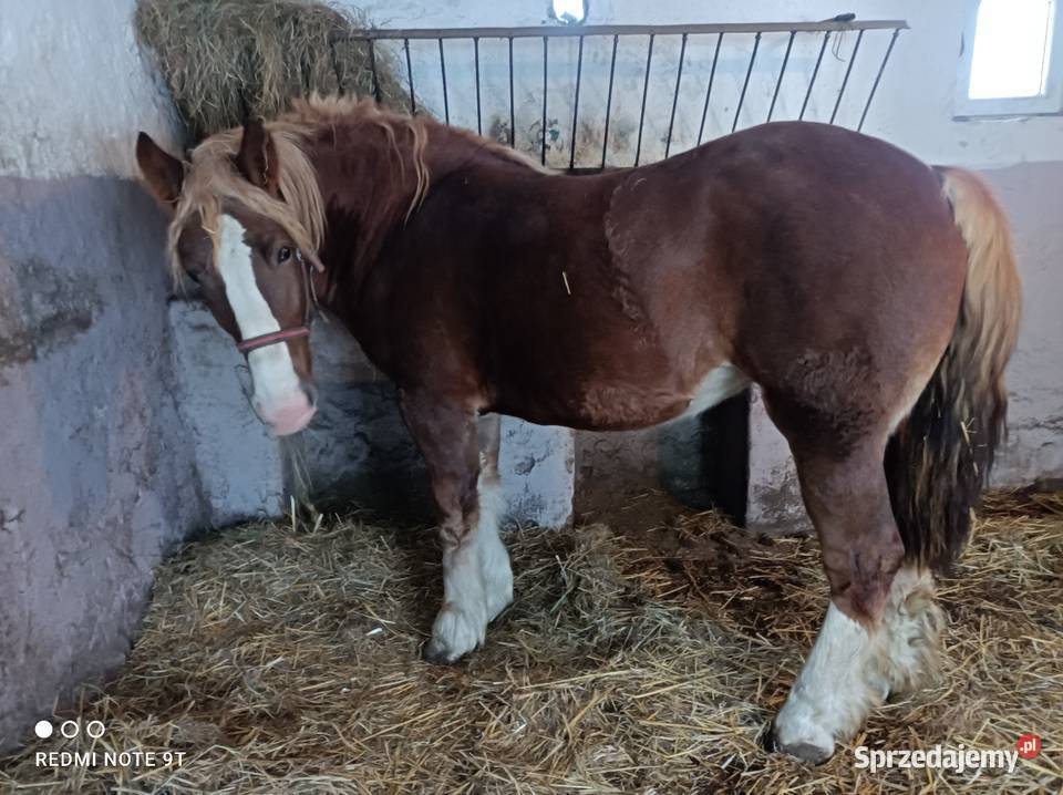 Konie zimnokrwiste Kuczbork-Wieś