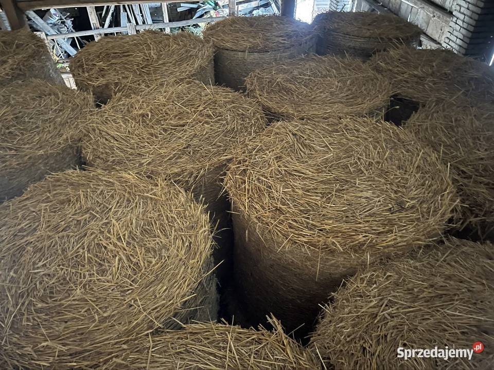 bale słomy 120 świętokrzyskie Nowy Korczyn sprzedam
