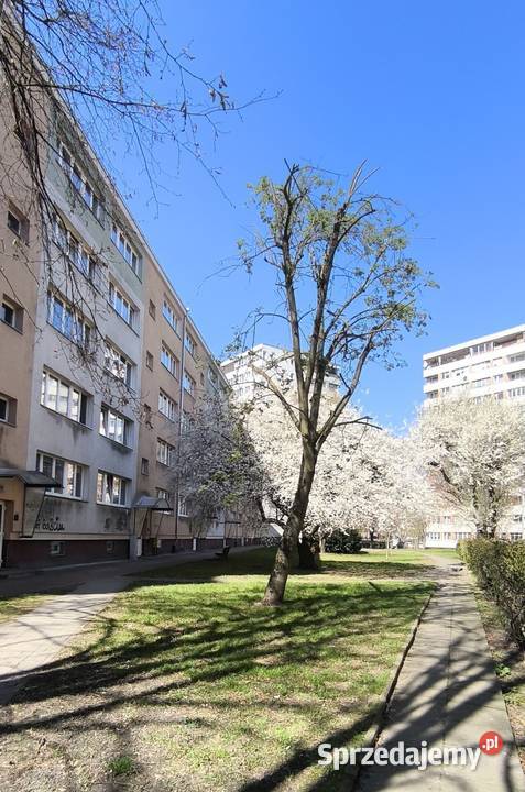 2 pokoje na Niebuszewie 464m2 wysoki parter 3 piętra i więcej Szczecin