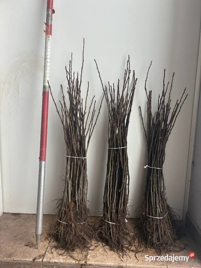 Podkładki PIGWA S1, M26, MM106, M9 T337