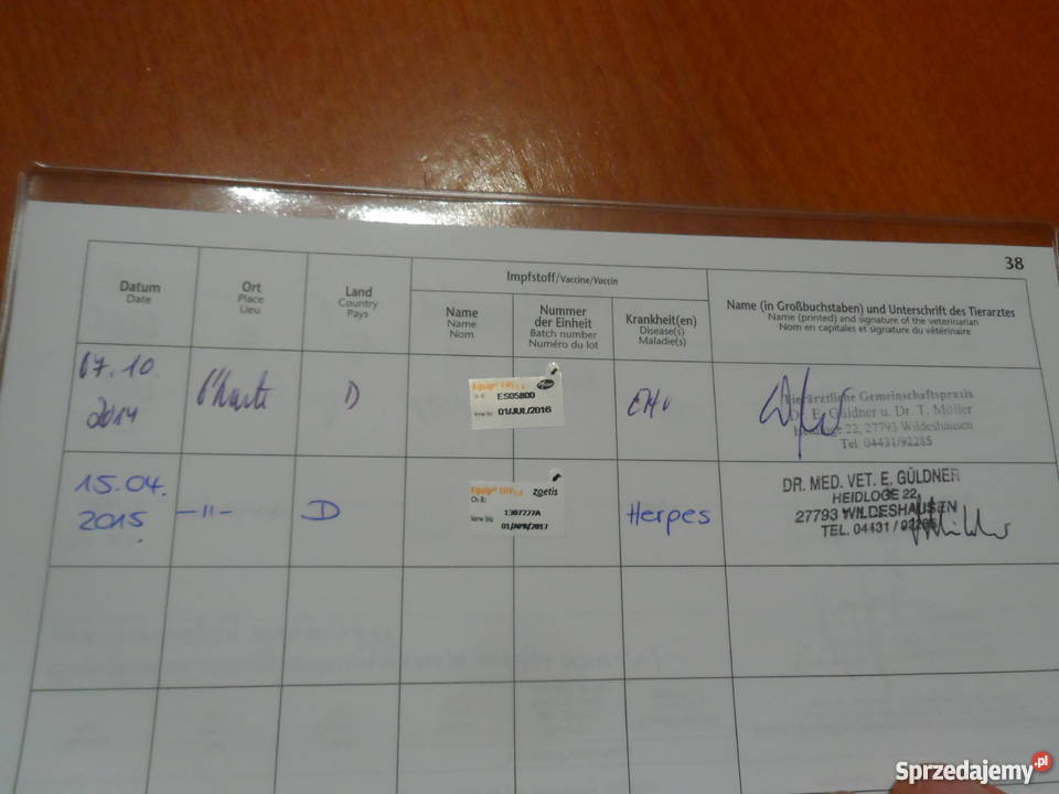 Sprzedam Klacz Arabską z niemieckim pochodzeniem Pozostałe