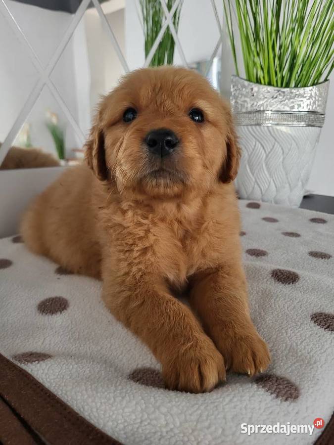 Chłopaki Golden retriever ciemno złote maluszki Poręba