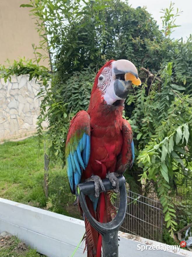 Ara Chloroptera samiec