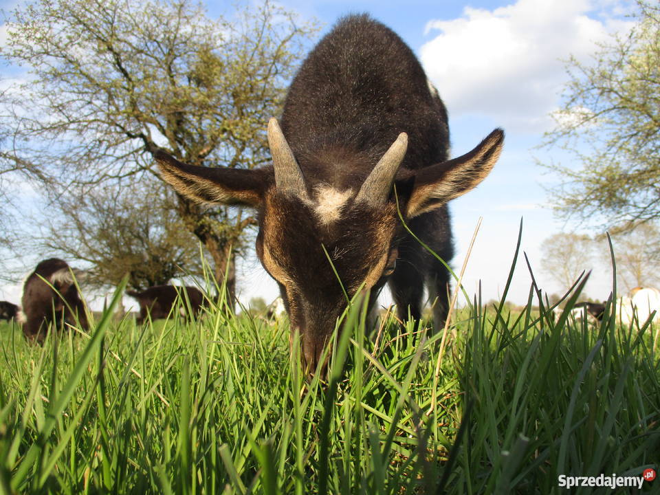 Sprzedam kozły i koźlęta tegoroczne lubelskie Kostry