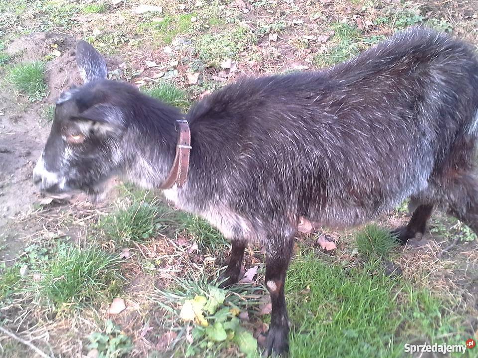 Kozy Cap Pozostałe Krotoszyce