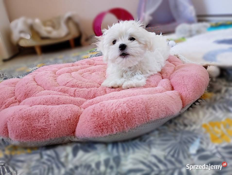 Maltańczyk szczenię suczka Maltańczyk Racibórz