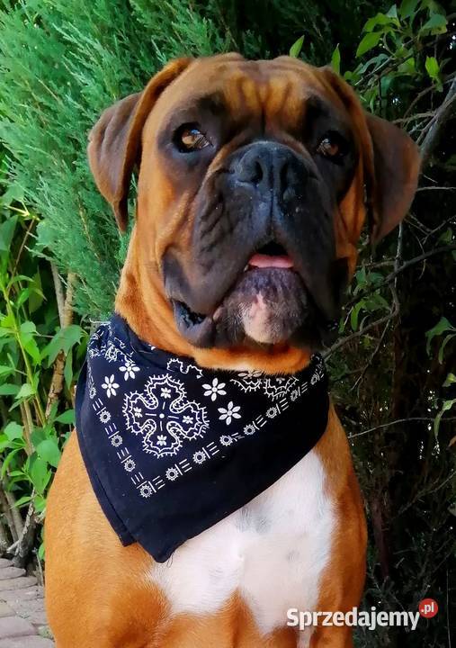 Bokser szczeniak ojciec Fci okazja Radom