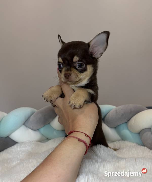 Chihuahua piesek krótkowłosy Choco Tan badania łódzkie Bełchatów