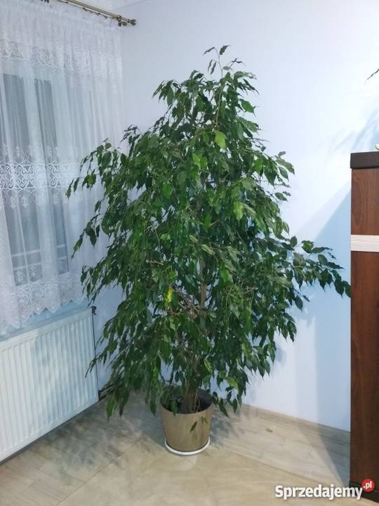 Fikus na sprzedaż Rośliny Lubiń