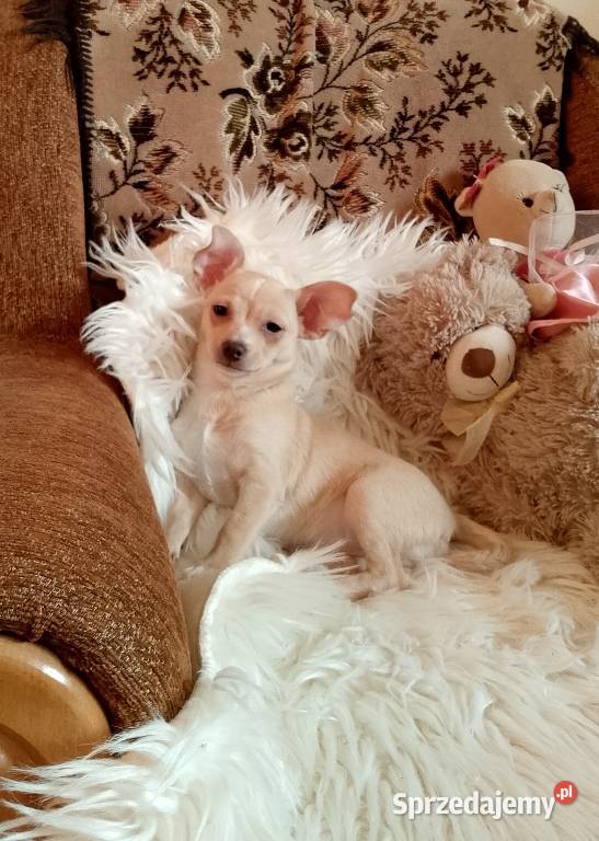 Chihuahua chłopiec Szczucin