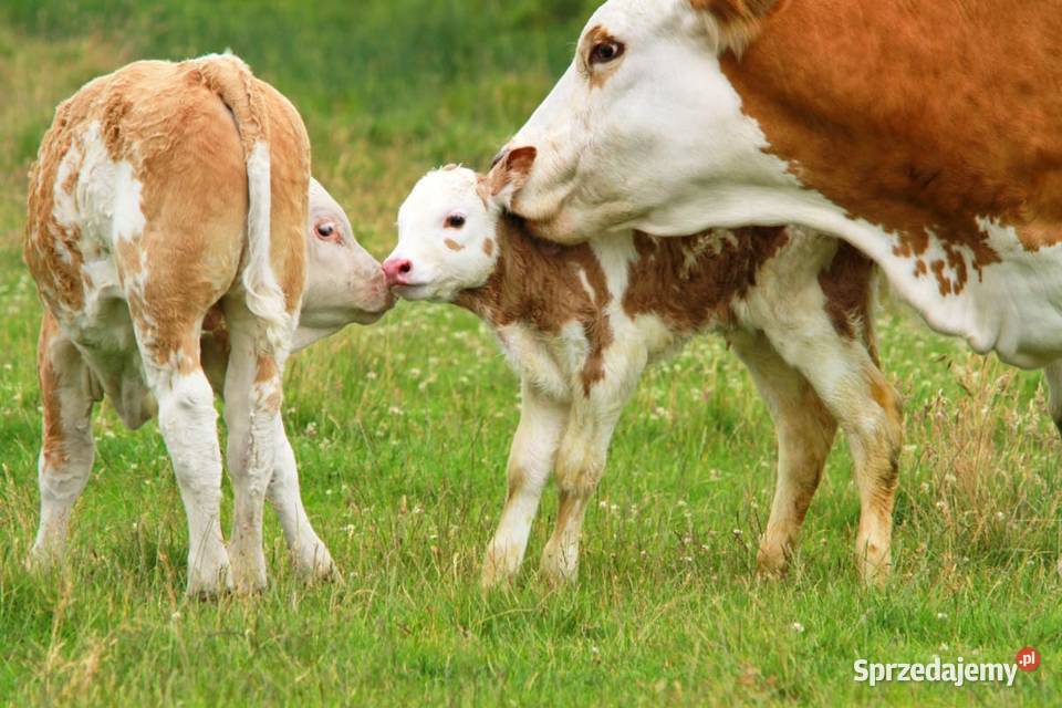 Likwidacja stada Krowy Cielęta lubelskie