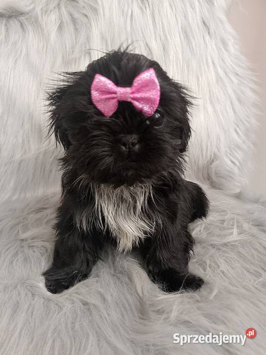 Suczka rasy ShihTzu Namysłów