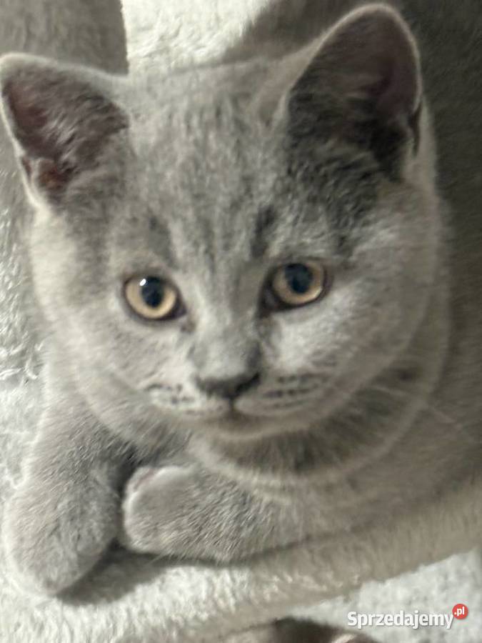 Kotek brytyjski krótkowłosy Kocurek Ryglice