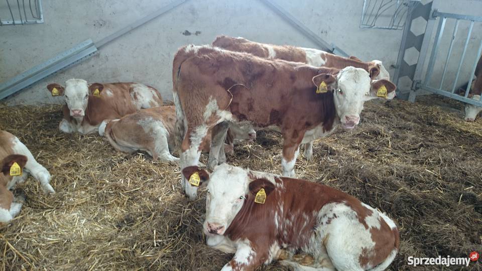 Byczki simental 100 Złotniki Kujawskie