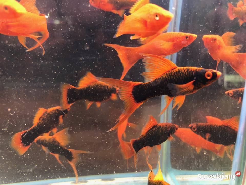 Alpha Mieczyk Red Ruby Justynów sprzedam