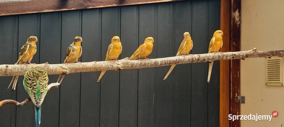 Sprzedam świergotki wielkopolskie